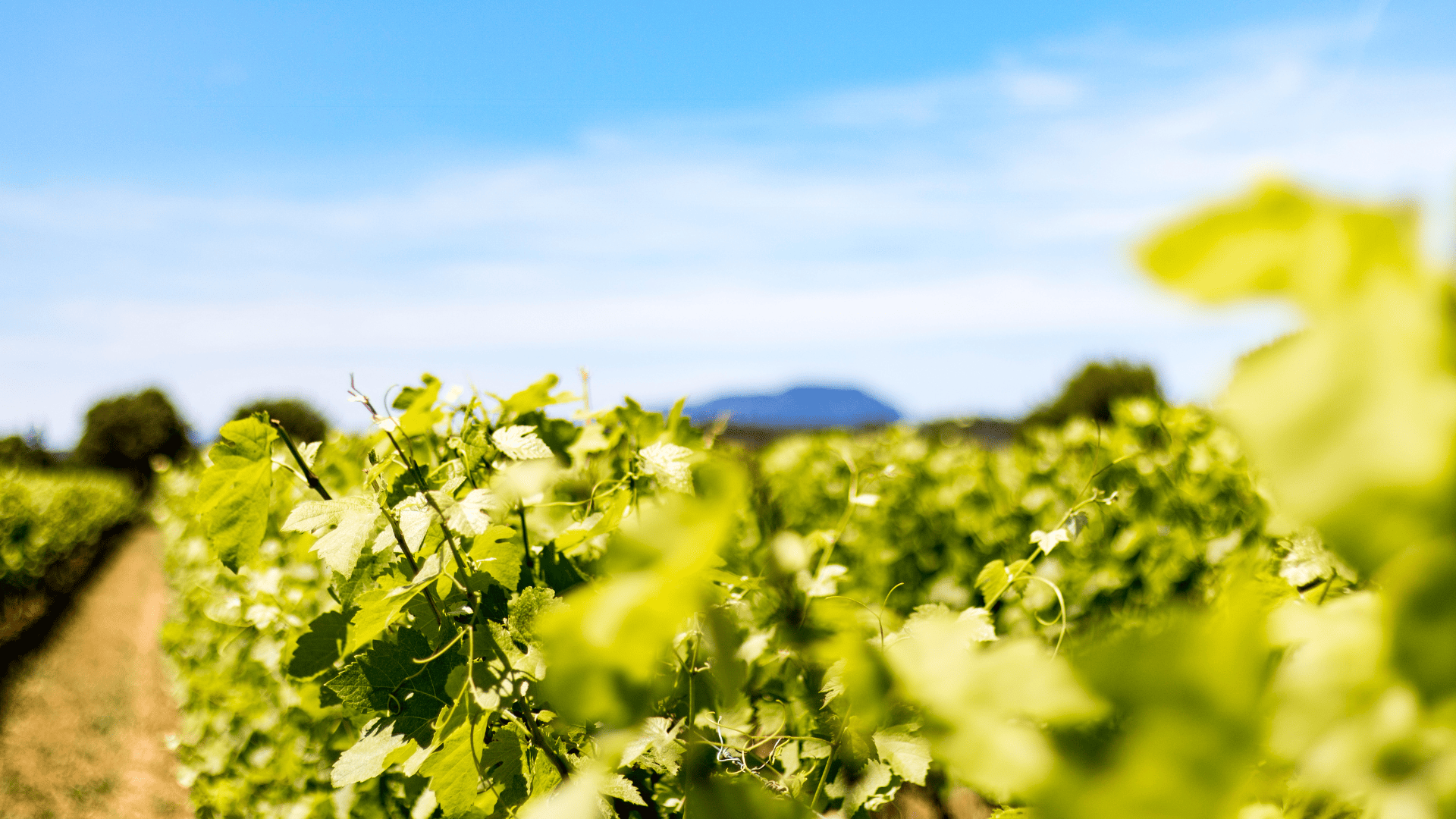 visite de domaine et degustation de vin pezenas